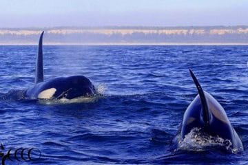 orques sur la côte de lisbonne
