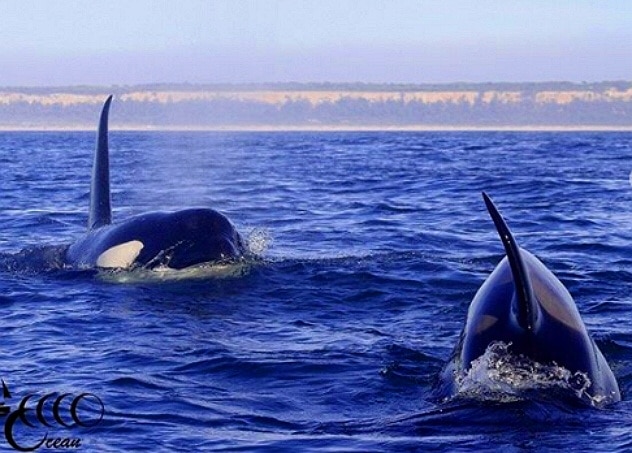 orques sur la côte de lisbonne