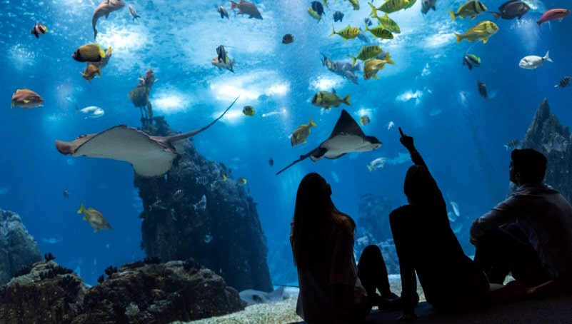 aquarium de lisbonne